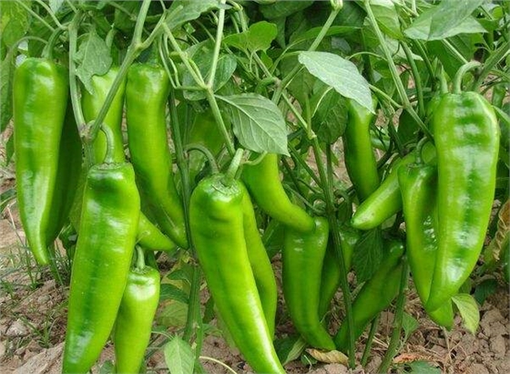 辣椒1.jpg 辣椒1.jpg