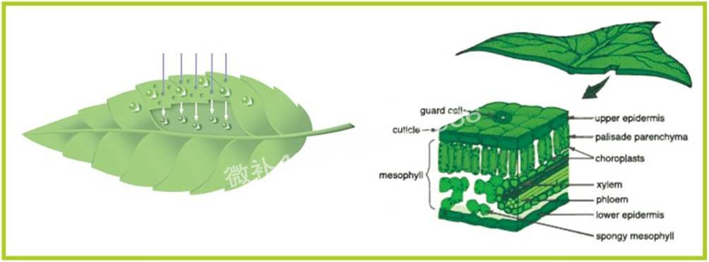 #微肥課堂#葉面肥助劑起什么作用? #微肥課堂#葉面肥助劑起什么作用?