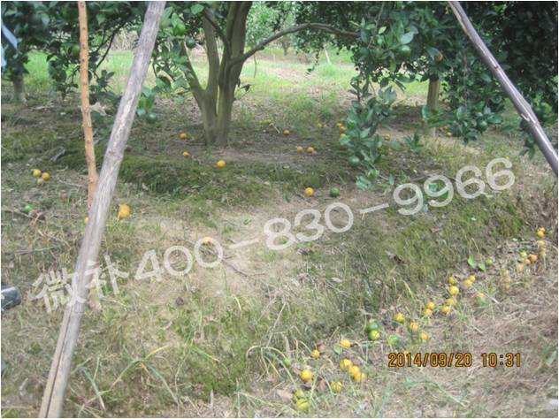 柑橘秋梢不老熟易落果 柑橘秋梢不老熟易落果