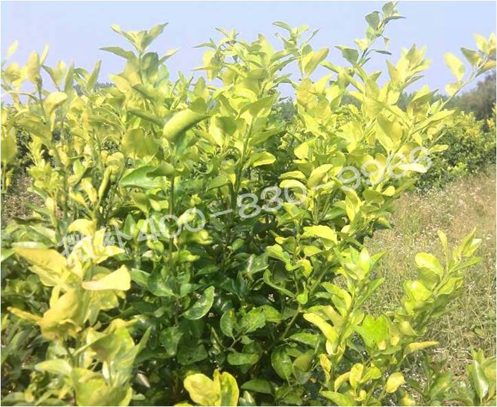 柑橘樹黃化 柑橘樹黃化