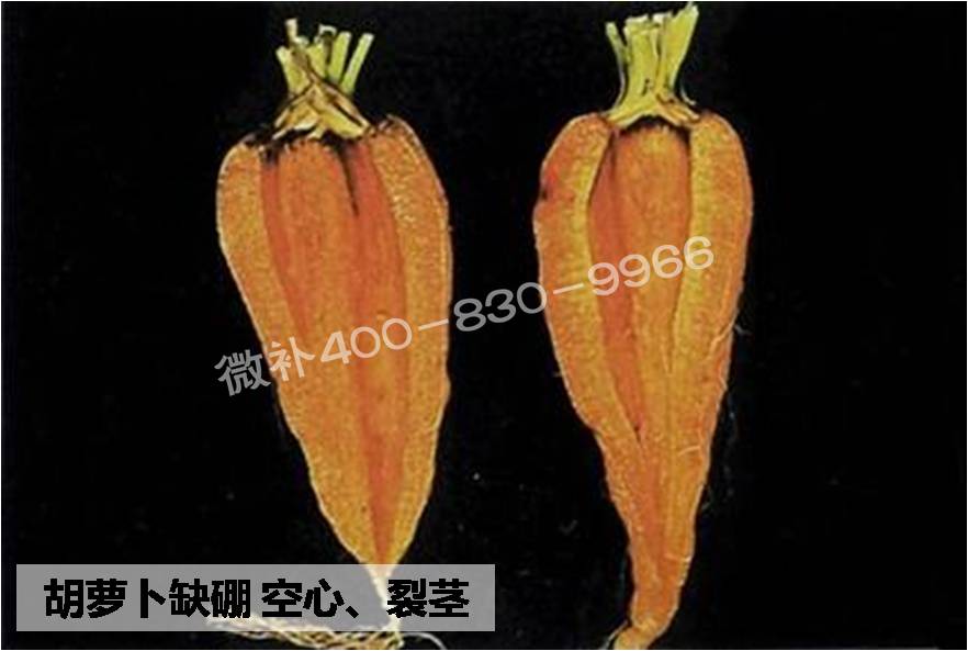 大田作物缺硼，就用高生物活性海藻液體硼，補(bǔ)硼更有效！