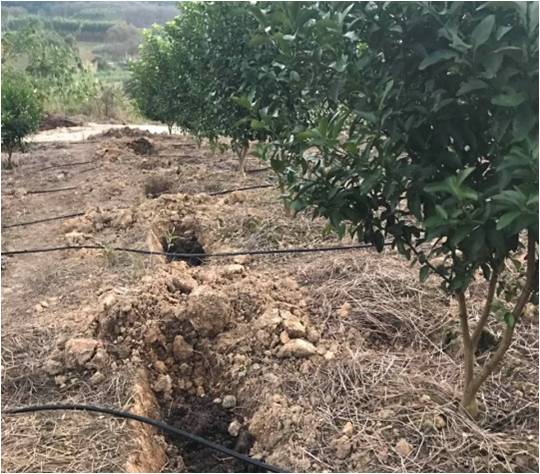 柑橘采果后管理 柑橘采果后管理