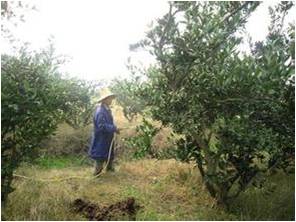 柑橘樹噴藥 柑橘樹噴藥