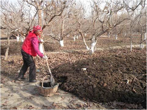 冬肥施農(nóng)家肥 冬肥施農(nóng)家肥