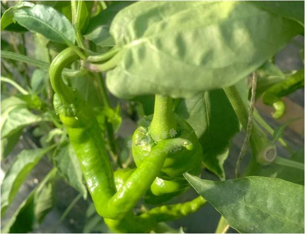 辣椒畸形果 辣椒畸形果