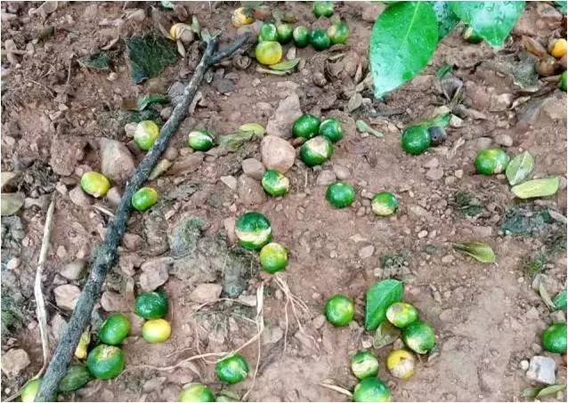 柑橘裂果 柑橘裂果