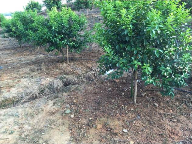 土壤貧瘠 土壤貧瘠