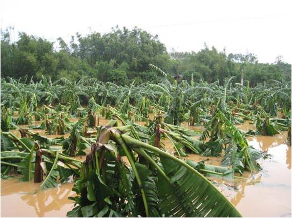 香蕉漚根 香蕉漚根