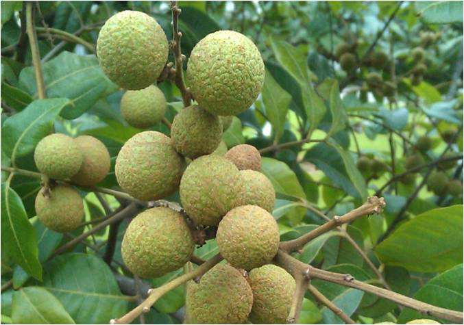 龍眼膨果慢 龍眼膨果慢