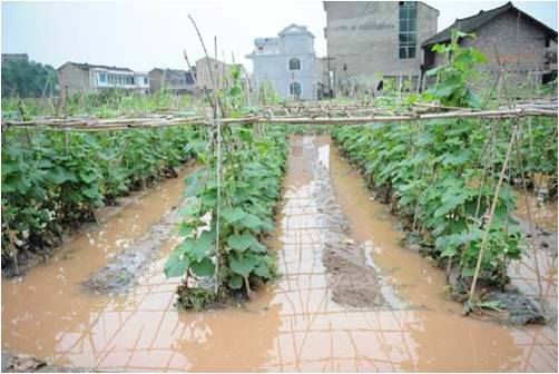 蔬菜浸水 蔬菜浸水