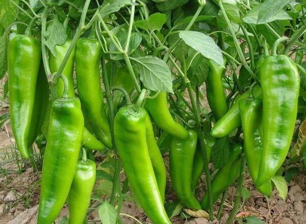 辣椒1.jpg 辣椒1.jpg