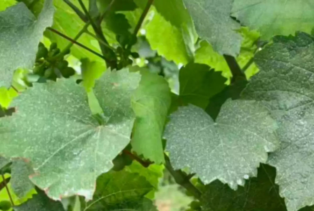 微信圖片_20191101095638.bmp 微信圖片_20191101095638.bmp