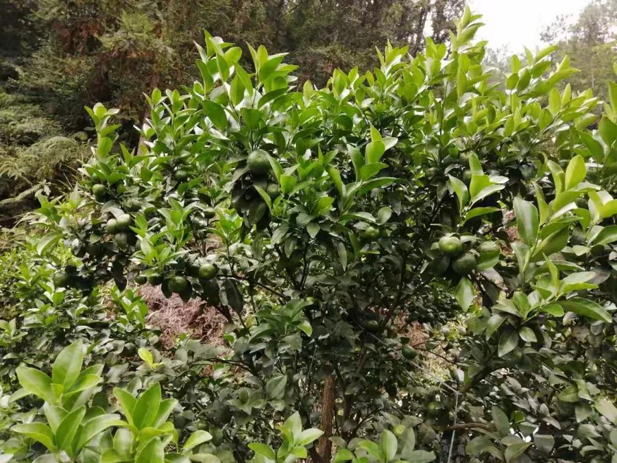 樹勢健壯青綠無病害 樹勢健壯青綠無病害