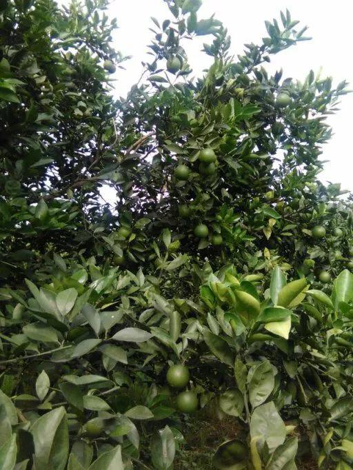 沃柑枝梢繁茂 沃柑枝梢繁茂