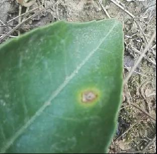 葉片潰瘍病 葉片潰瘍病