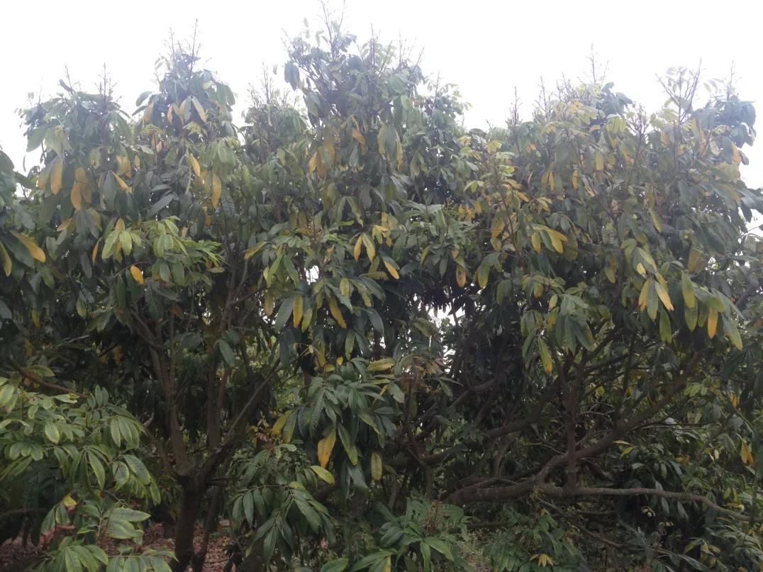 樹(shù)勢(shì)弱 樹(shù)勢(shì)弱