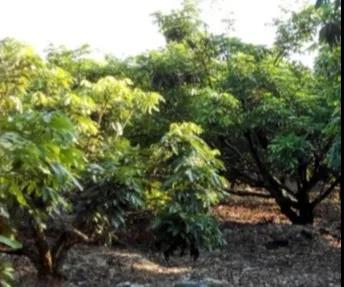 梢不轉(zhuǎn)綠 梢不轉(zhuǎn)綠