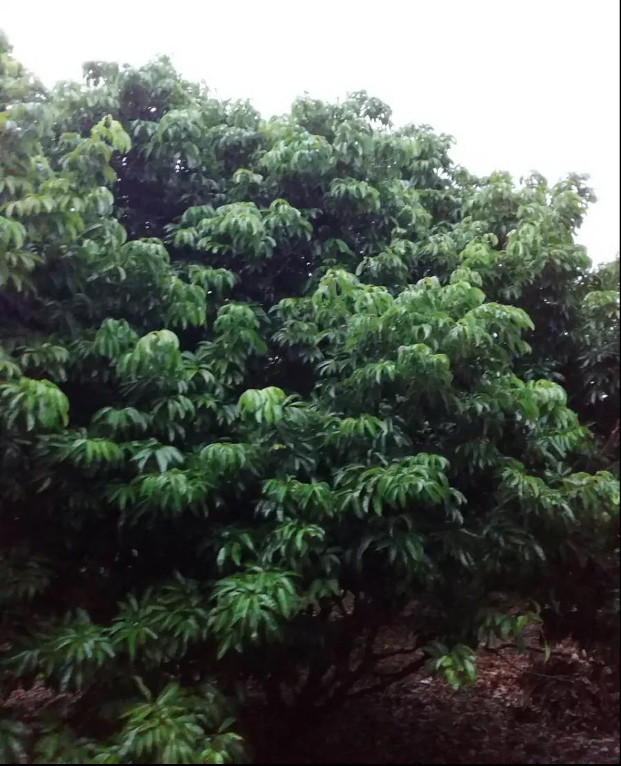 梢葉健壯青綠 梢葉健壯青綠