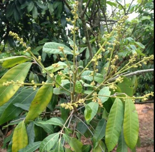 花穗細(xì)弱 花穗細(xì)弱