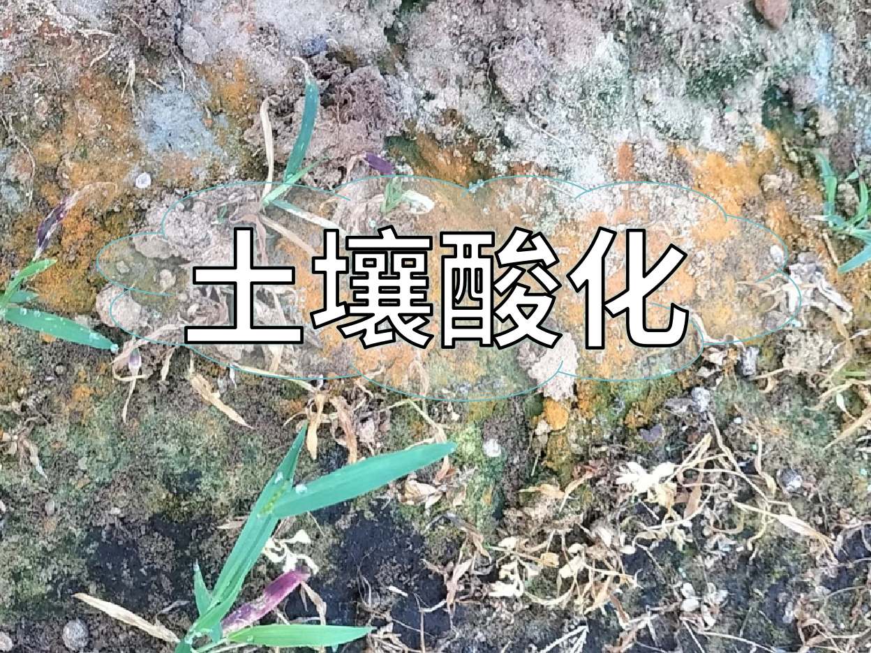 土壤酸化柑橘樹變黃，教你一招快速調(diào)酸防黃化