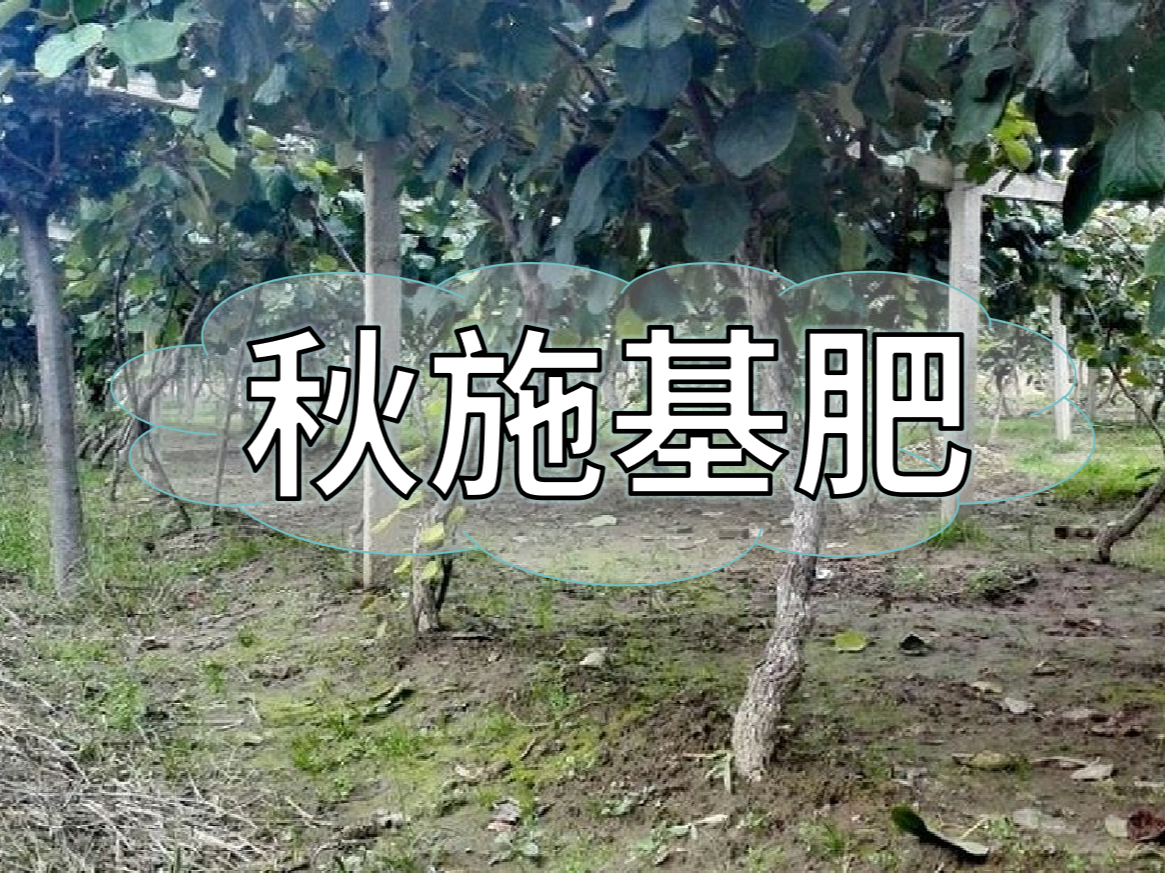 果樹秋肥要補(bǔ)好更要補(bǔ)對！秋肥方案全附上