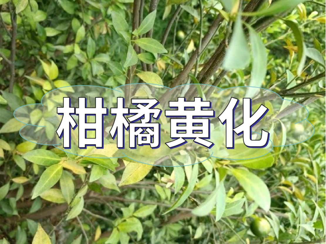 柑橘秋黃嚴(yán)重，秋梢難老熟，怎么解決？