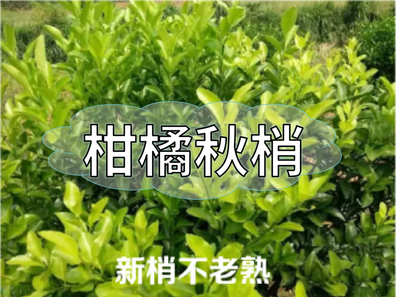 柑橘新梢剛抽出就發(fā)黃，不轉(zhuǎn)綠，怎么辦？