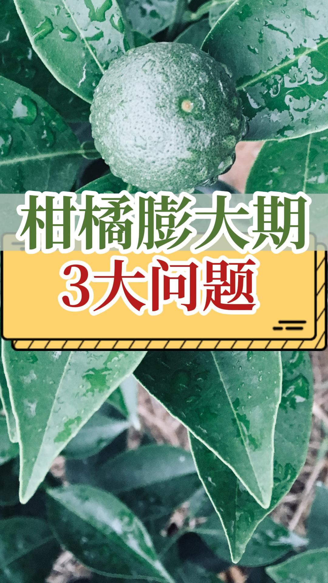 柑橘膨大期常見的3個(gè)問(wèn)題