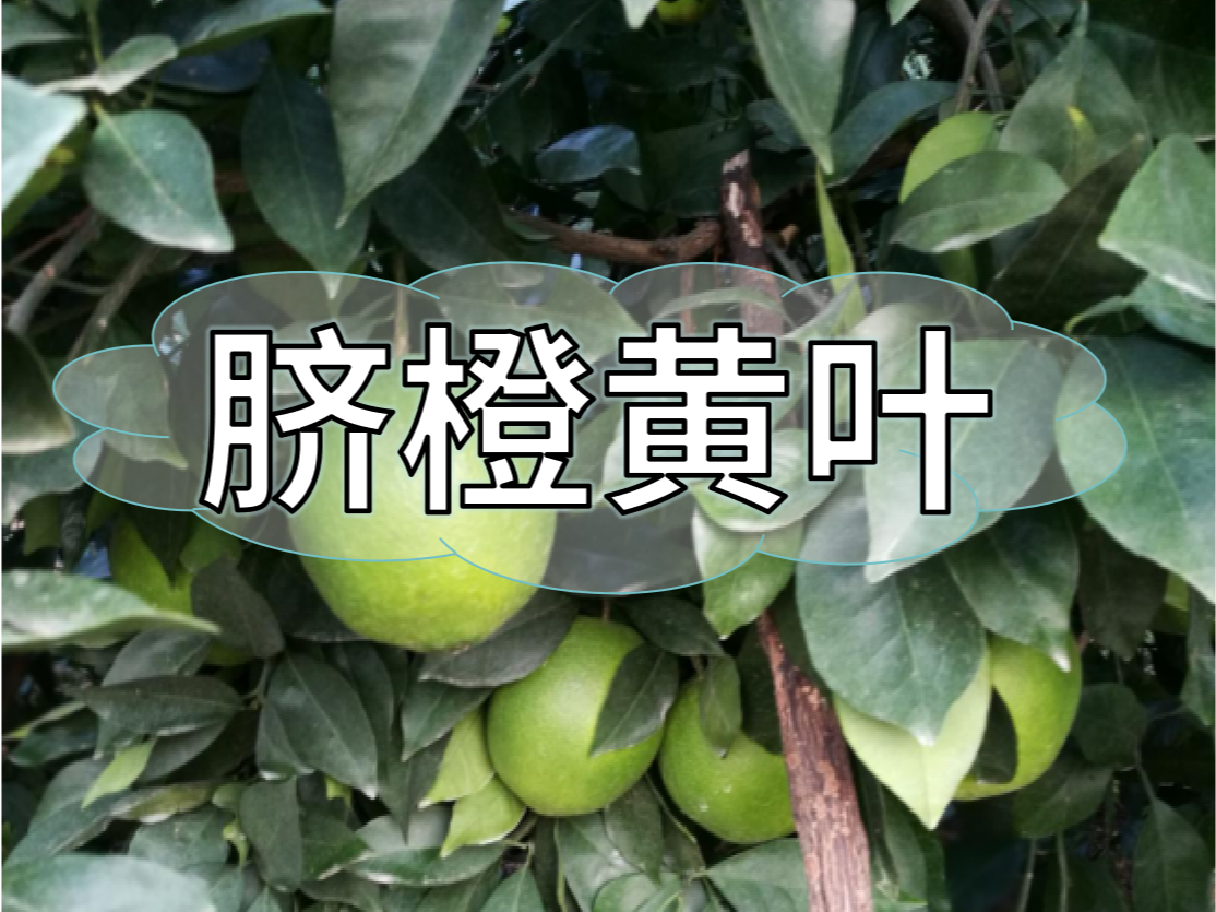 臍橙缺素黃葉越來越多，如何預防和補救