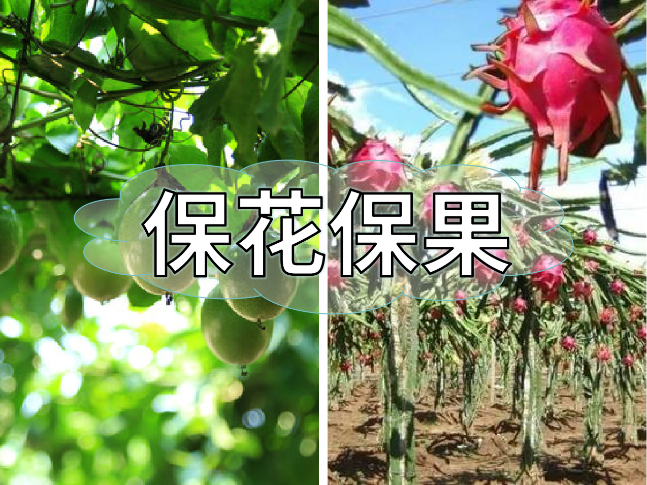 百香果、火龍果連續(xù)開花坐果期<i style='color:red'>促花</i>保果怎么做？