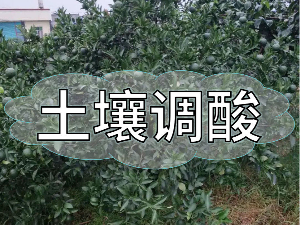 柑橘膨大期，土壤調(diào)酸與施<i style='color:red'>膨果</i>肥一樣重要