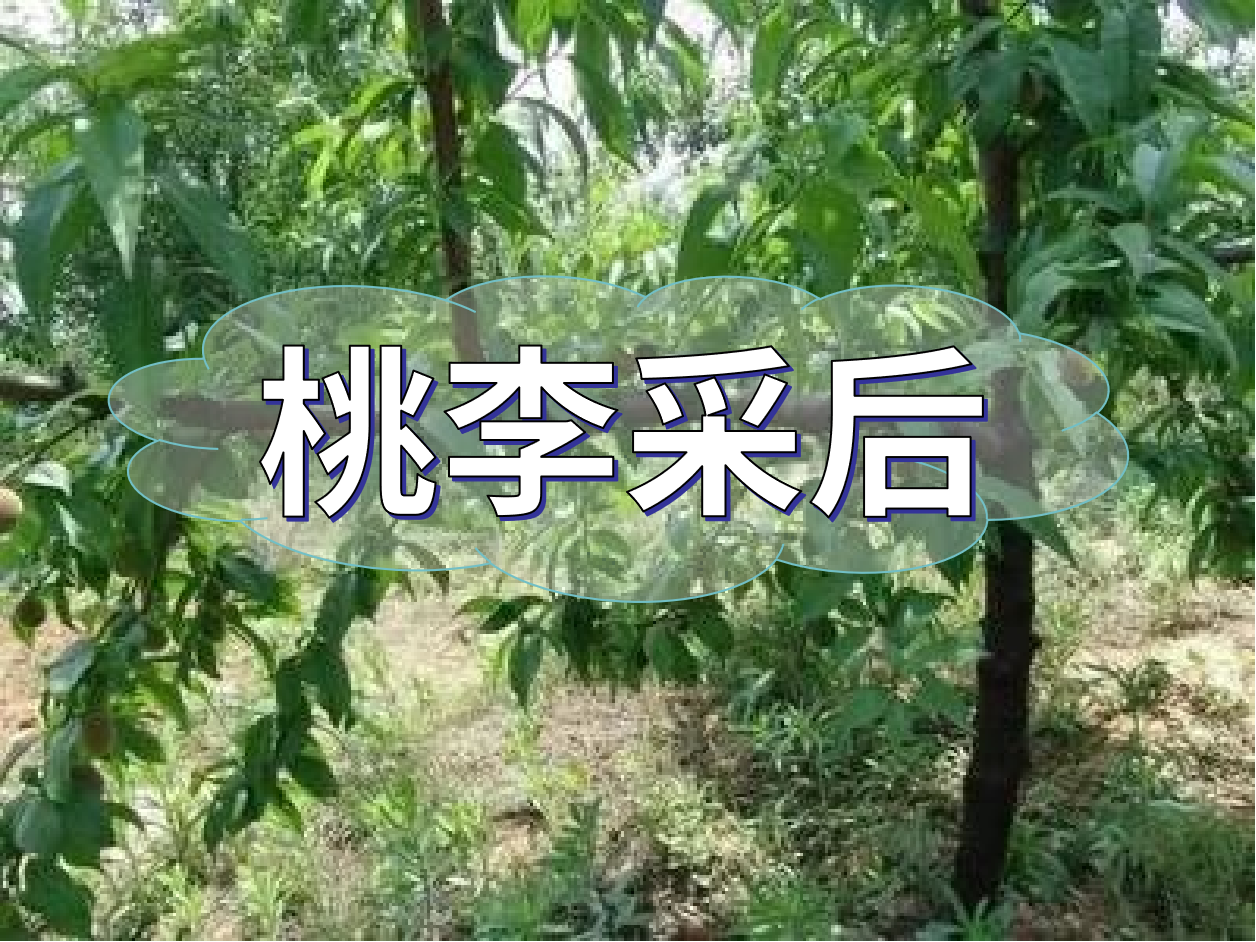 桃李等保好來年產(chǎn)量，得從秋梢做起