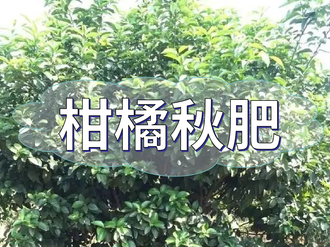 柑橘秋肥用得好產(chǎn)量不會少！怎么施？