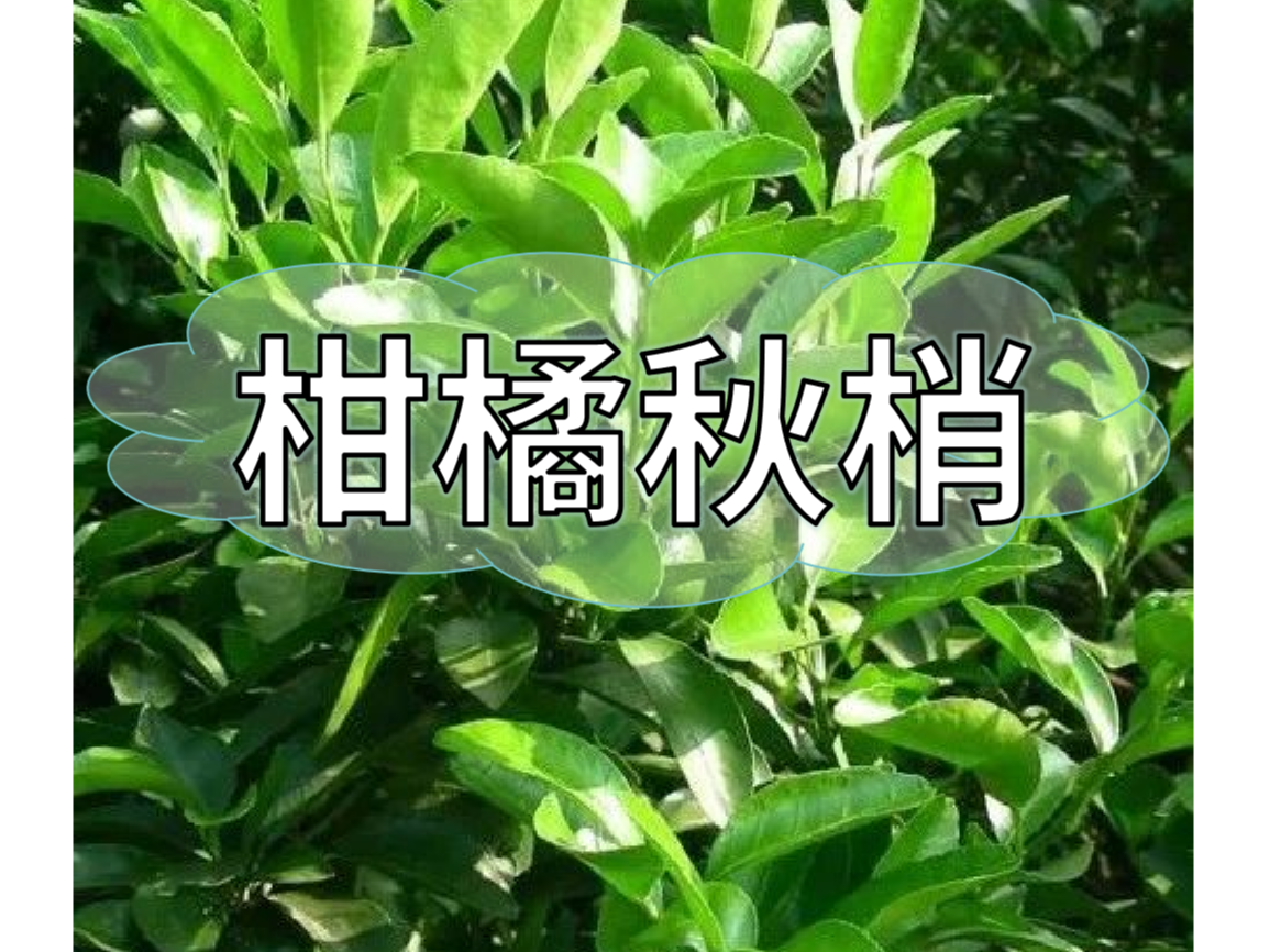 秋梢放不出怎么辦？如何放出健壯秋梢？