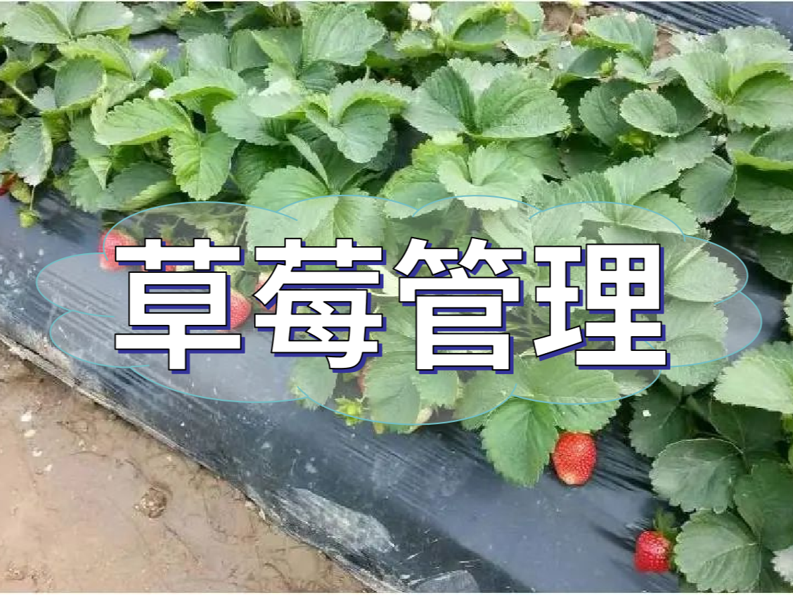 這樣做讓你的草莓品質(zhì)好，產(chǎn)量高！