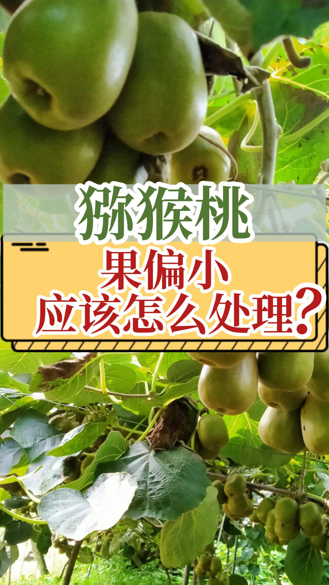 獼猴桃果個(gè)小解決辦法