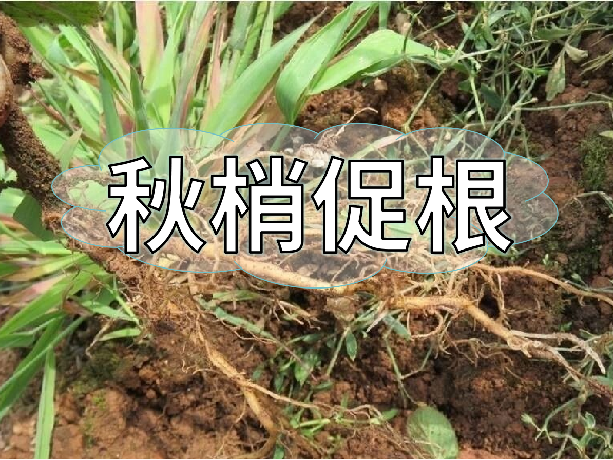 秋季促梢壯梢忙，促根養(yǎng)根才是第一步