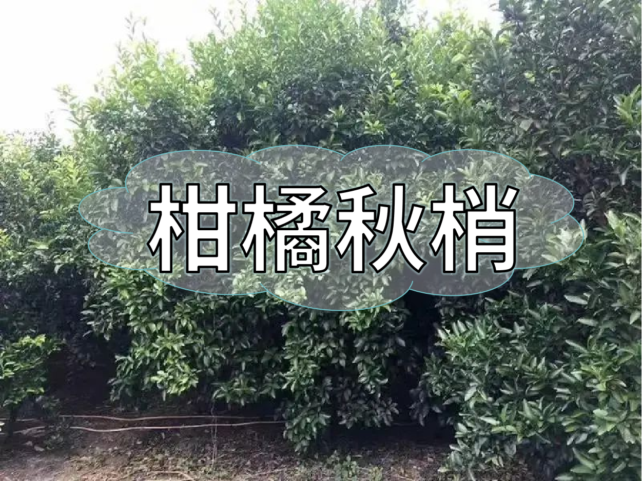 柑橘秋梢老熟期，抓好重點(diǎn)穩(wěn)今年，保明年